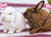 Up for sale due to time wasters! Gorgeous bunnys male and female
