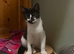 2 bonded pairs of beautiful kittens