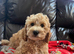 Fluffy Cavapoochon puppies
