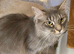 3 x 2year old female maine coon cats