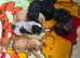 Cockapoo puppies