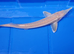 Albino & White Edge Sterlets and Diamond Sturgeon