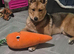 Husky Cross, Female, 1 year old.