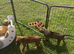 5 Star Licensed Breeder Rhodesian Ridgebacks