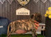 Bedlington whippet puppies