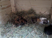 Baby rabbits and Guinea pigs, number is