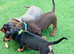 Beautiful cut little smooth coat dachshund puppies