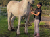 For sale 17.3hh Percheron mare