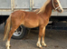 Welsh a type yearling colt