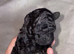 Stunning Maltipoo puppies