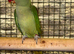 ALEXANDRINE HEN
