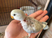 Baby love bird for sale