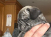 Stunning litter of 4 Prestige Pug babies all looking for their New Forever Homes.