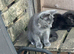 Lovely grey kitten girl
