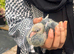 Fan tail breeding pair & 2 babies