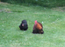 Pair of Pekin Bantams