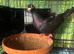Male English barb pigeon