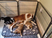 Sable and white border collie puppies