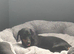 Miniature Dutchhound
