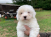 Very friendly yorkiepoo boy pups