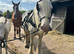 14.2 cremello cob mare project / broodmare