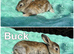 4 stunning buck rex