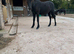 PROJECT standing at 12’2- 13hh Dartmoor 2yr old