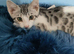 G5 Asian Leopard Silver Rossetted Parti Bengal Kittens