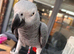African grey for sale