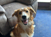 7 month Collie x Welsh Sheep Dog Looking for Forever Home