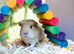 Single male smooth guinea pig
