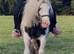 For sale henny 12.2hh cob mare