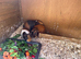 4 beautiful guine Girls and new hutch