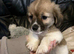 stunning merle shih tzu up for stud