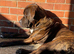 Presa Canario Male Available for Stud