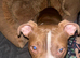 Cali the pocket bully