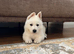 White Swiss Shepherd puppies