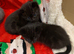 3 gorgeous kittens for sale