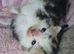 Beautiful kittens ready for viewing and deposit 3 weeks old