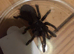 Brazilian red ( nhandu carapoensis )