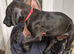 Cane corso doberman mix puppies