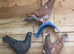 Racing pigeons