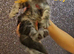 TICA Registered Maine Coon Kittens.