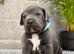 Pure cane Corsos need their forever home