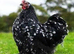 PEKIN BANTAMS POINT OF LAY MANY COLOURS AVAILABLE