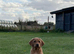 3 health checked Labrador puppies