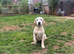 Lovely Labrador dog in need of a home