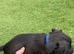 Lakeland Cross Patterdale puppies