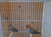 Red head finch