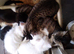 White British longhair kittens 13 weeks old